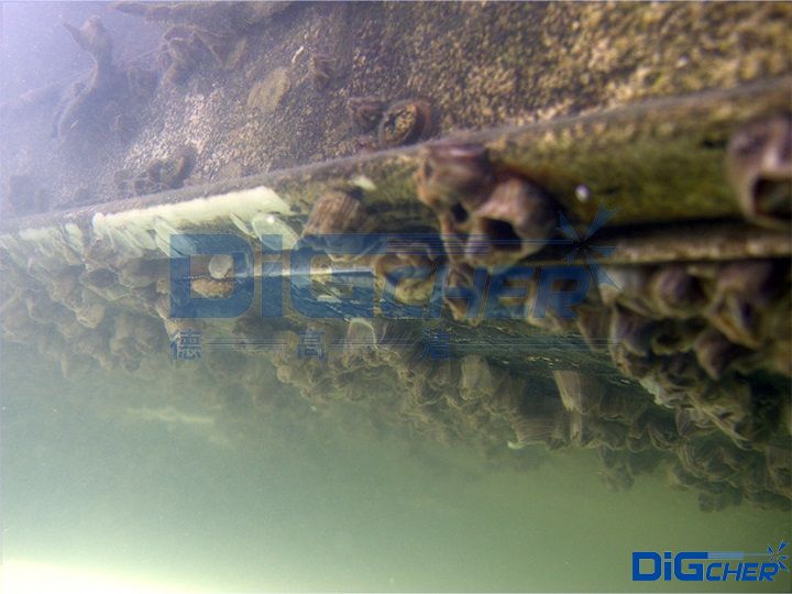 藤壺附著在海底設施表面